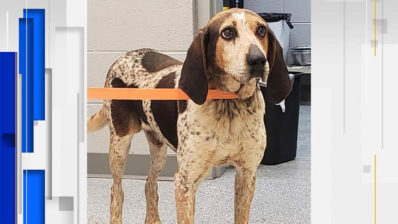 This old hound dog is hunting for a new home