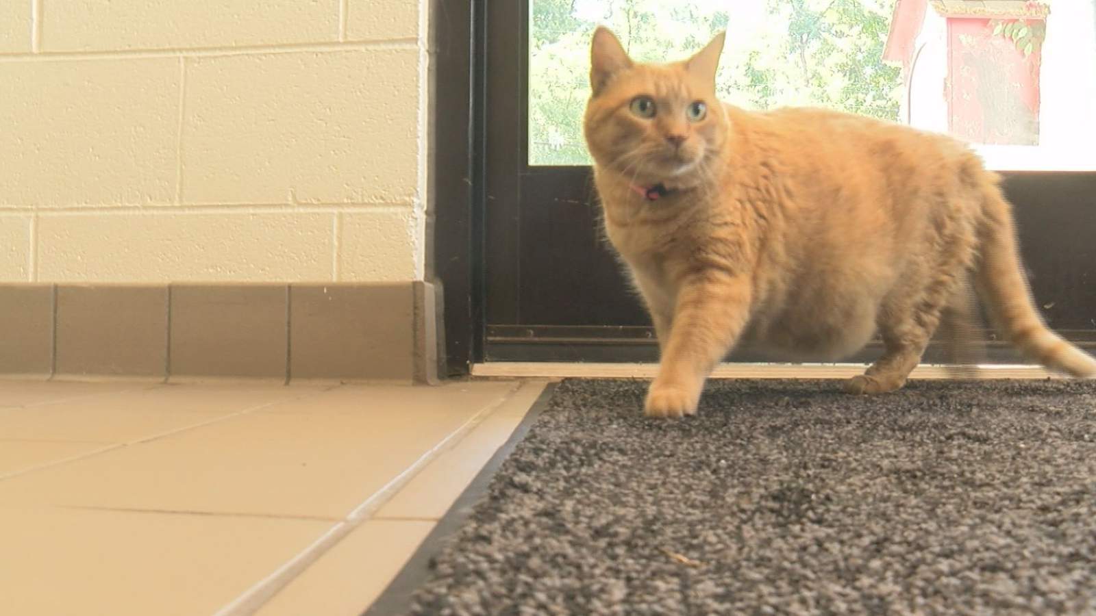 Roanoke fat cat, twice surrendered, may finally have found furever home
