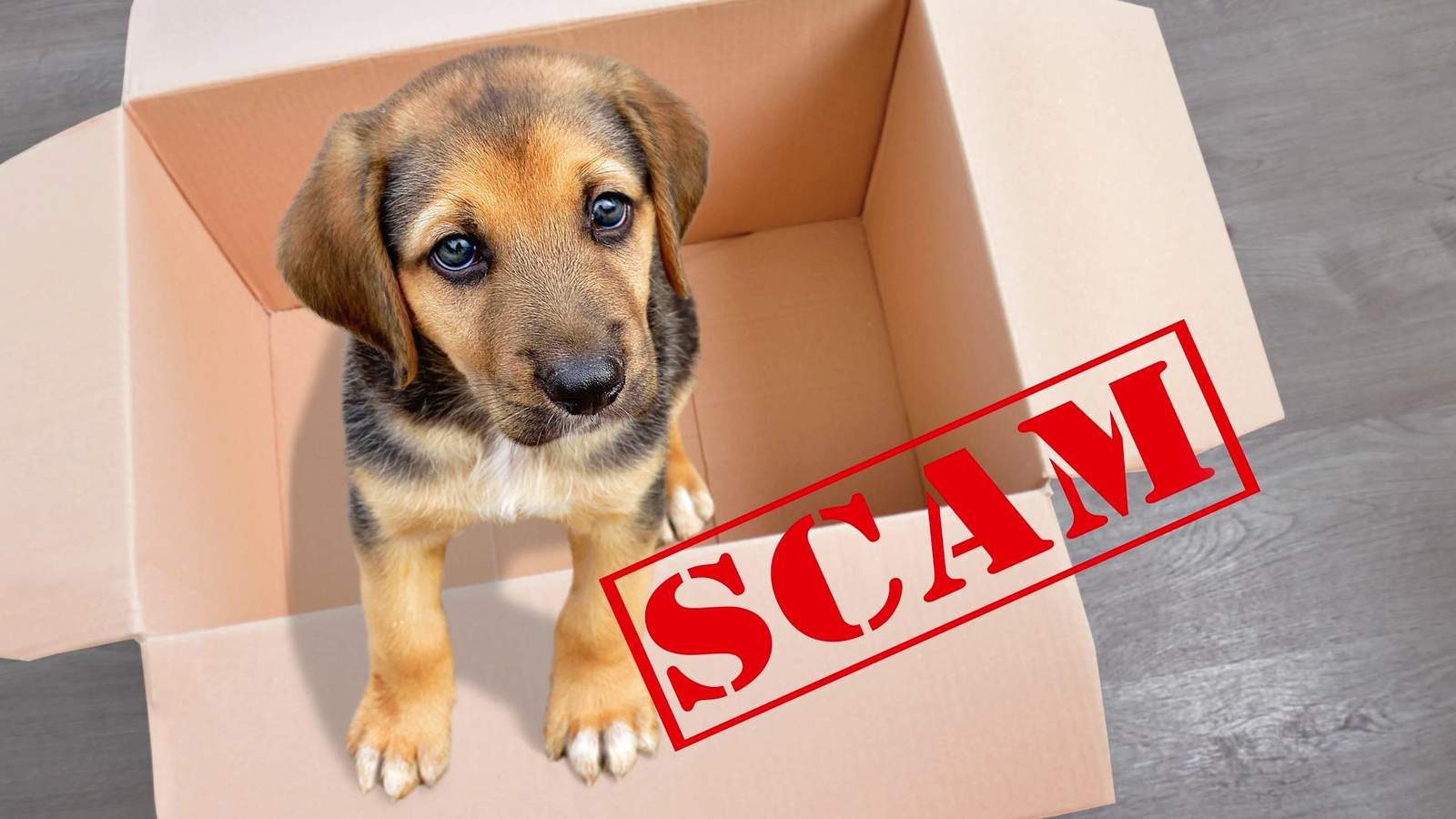 How to make sure you’re not the victim of a pet scam