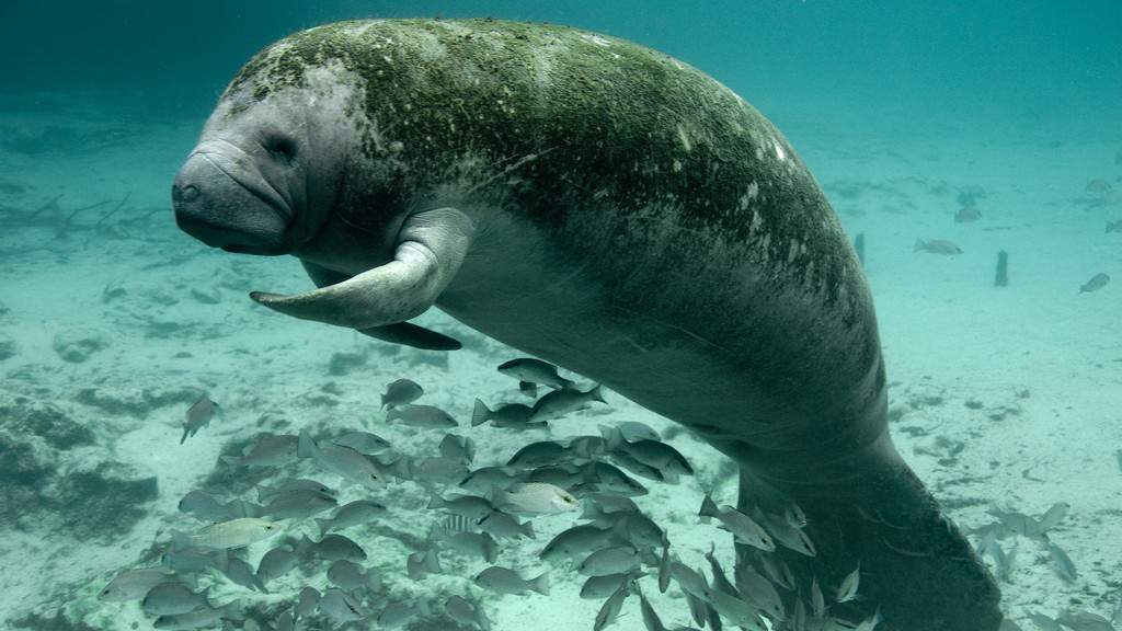 Search underway for person who carved ‘TRUMP’ into manatee’s skin