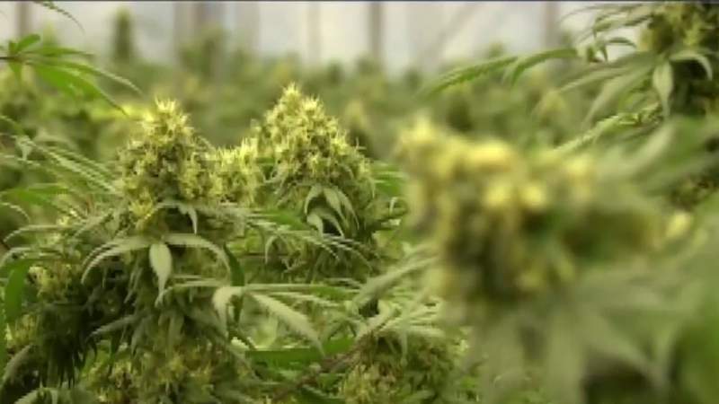 Oversight groups being created in order to regulate marijuana in Virginia